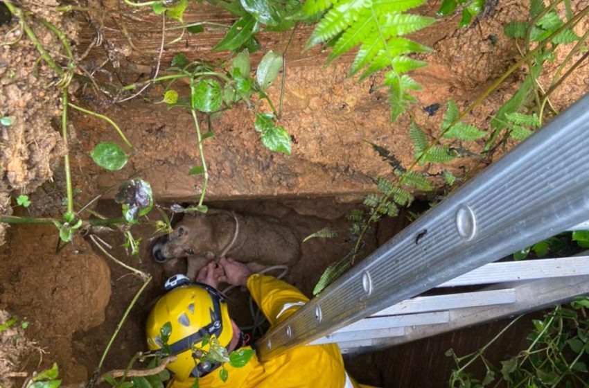 Resgate de cão termina isolamento de área de risco O Jornaleiro