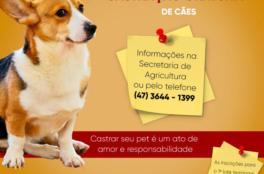  Agendamento para castrações de cães segue até esta quinta-feira (27)