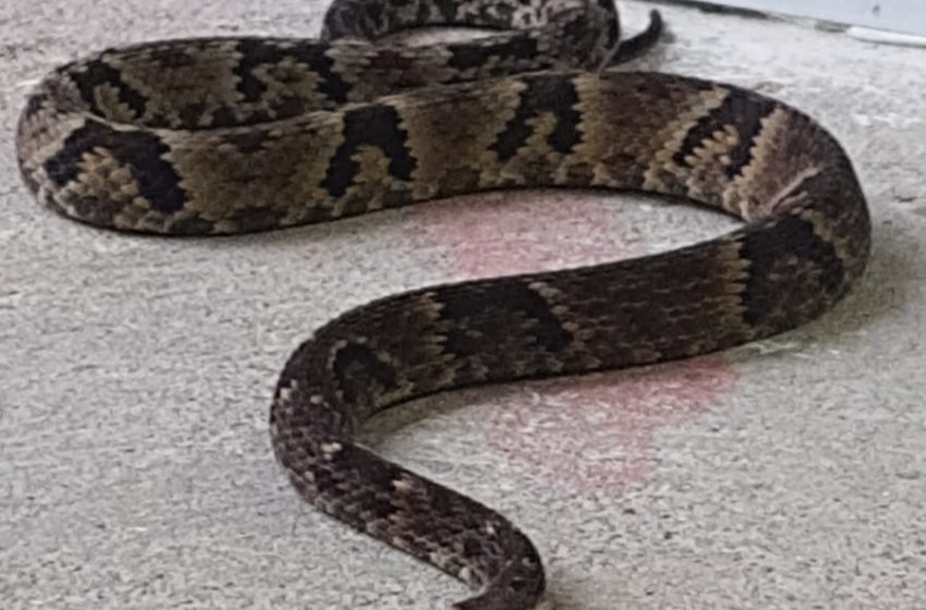  Jararaca de um metro é capturada na calçada de residência em Schroeder