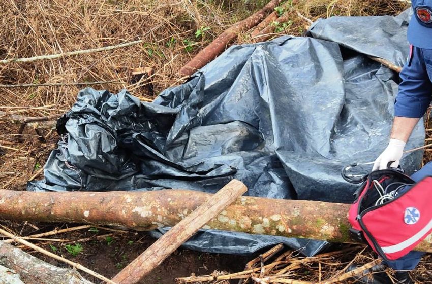  Trabalhador morre atingido por uma árvore