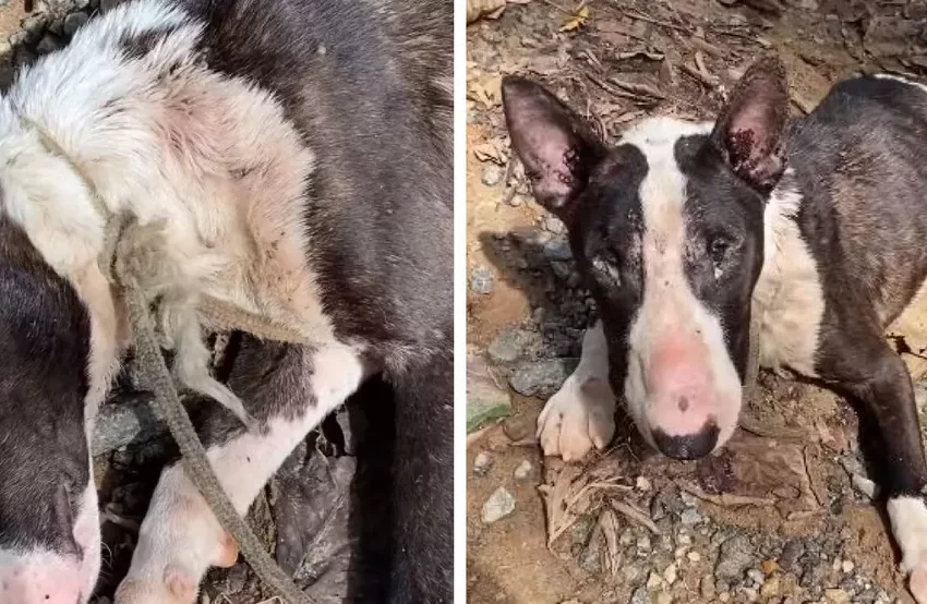  Cachorro é encontrado amarrado em situação de maus-tratos em Joinville