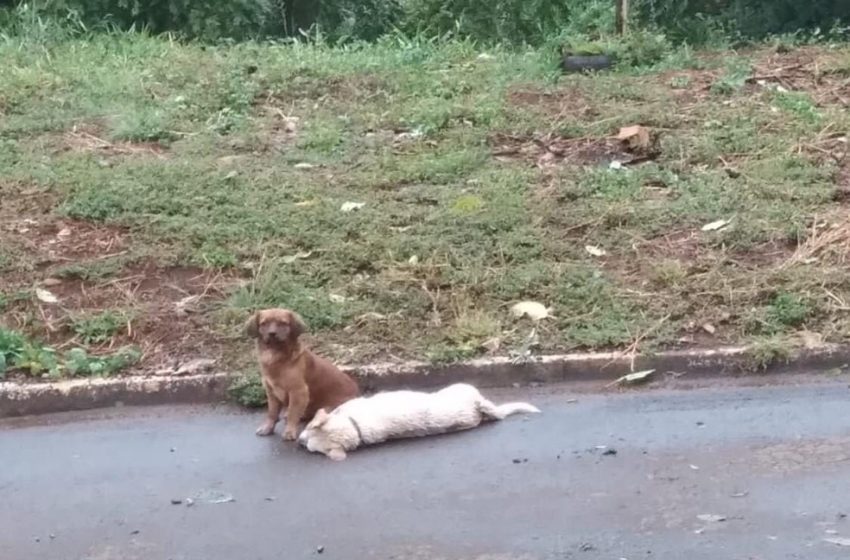  Cão fica mais de 24 horas ao lado do corpo de outro que morreu atropelado