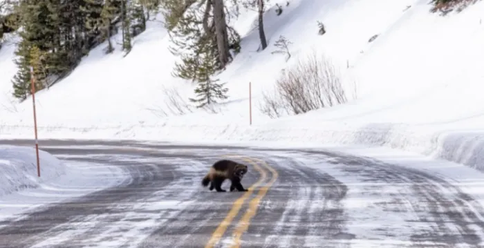  Animal raríssimo que inspirou personagem wolverine, de “x-men”, é visto por turistas