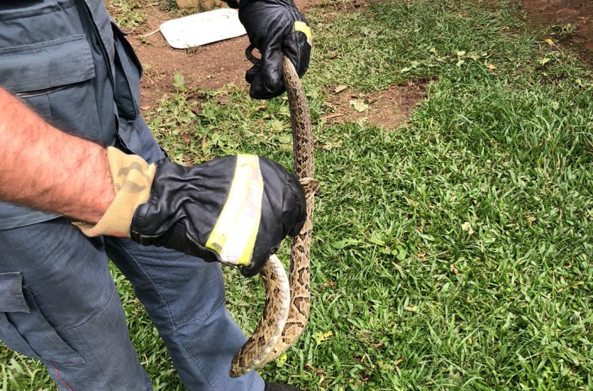  Jararaca é capturada e devolvida à natureza