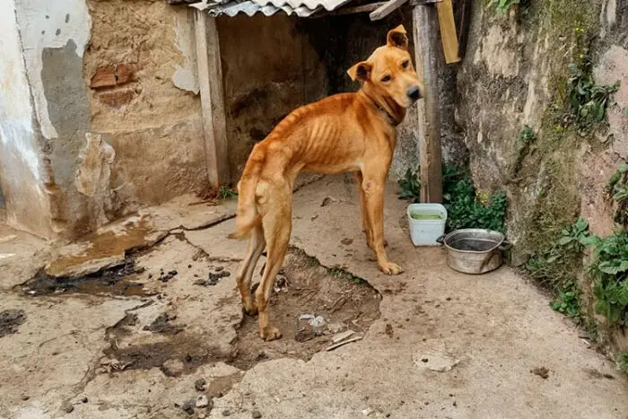  Penas brandas nas condenações por maus-tratos a animais expõe impunidade