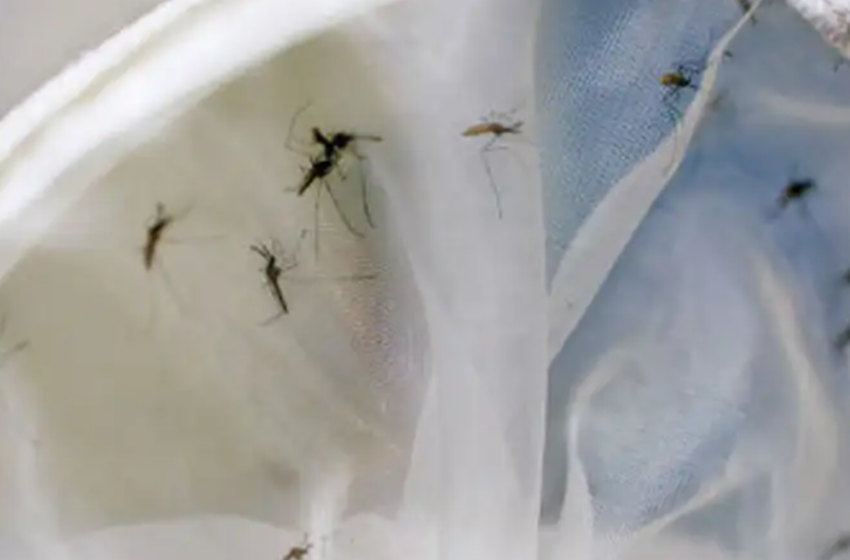  Casos de dengue no Brasil já passam de 1,5 milhão