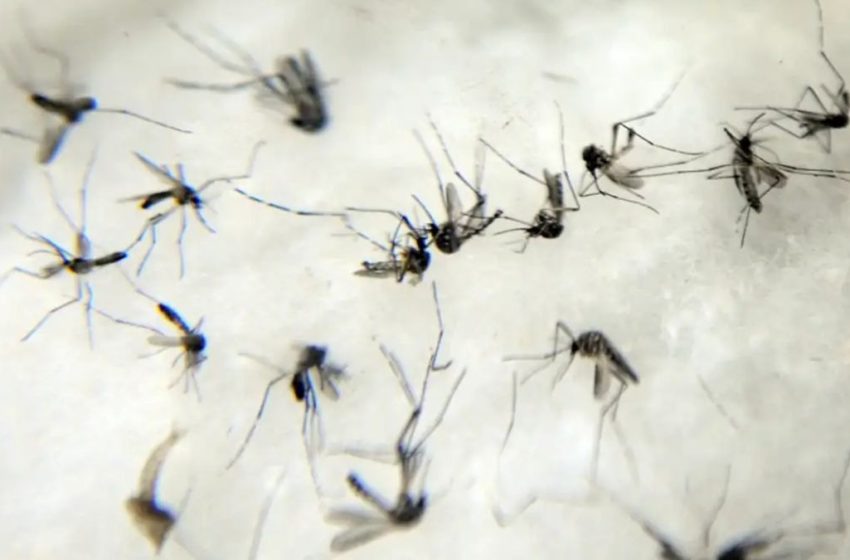  TCE intima 82 municípios de SC a elaborarem plano de contingência contra a dengue