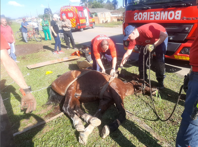  Cavalo cai em córrego e bombeiros são acionados