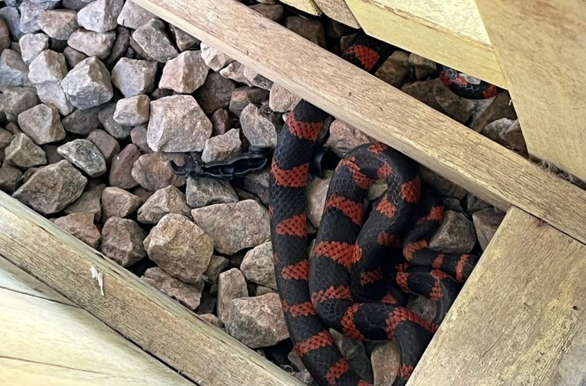  Cobra é encontrada em parquinho de creche