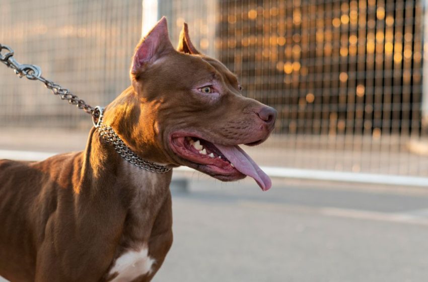  Pitbull ataca menino de três anos no Litoral